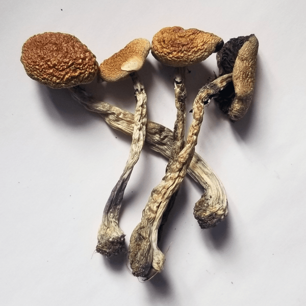 Cubensis