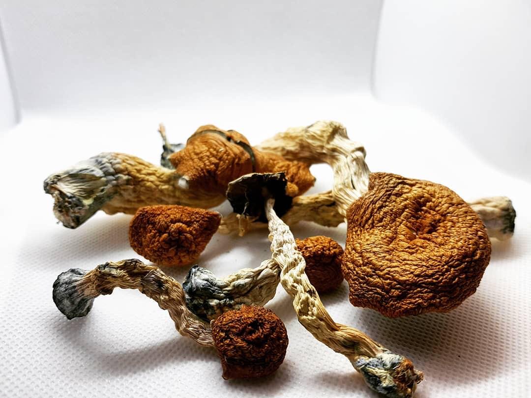 Golden Teacher Mushroom