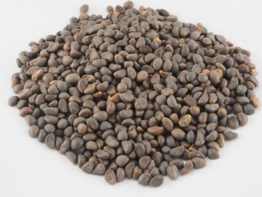 Morning Glory Seeds