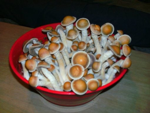 Penis Envy Mushrooms